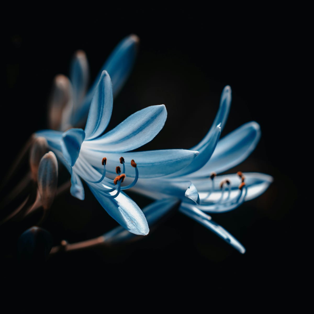 Siska Putri avatar